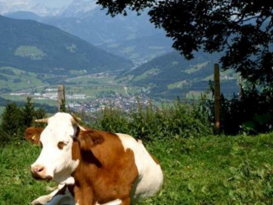 Grassbichlhof Villa Altenmarkt im Pongau Kültér fotó